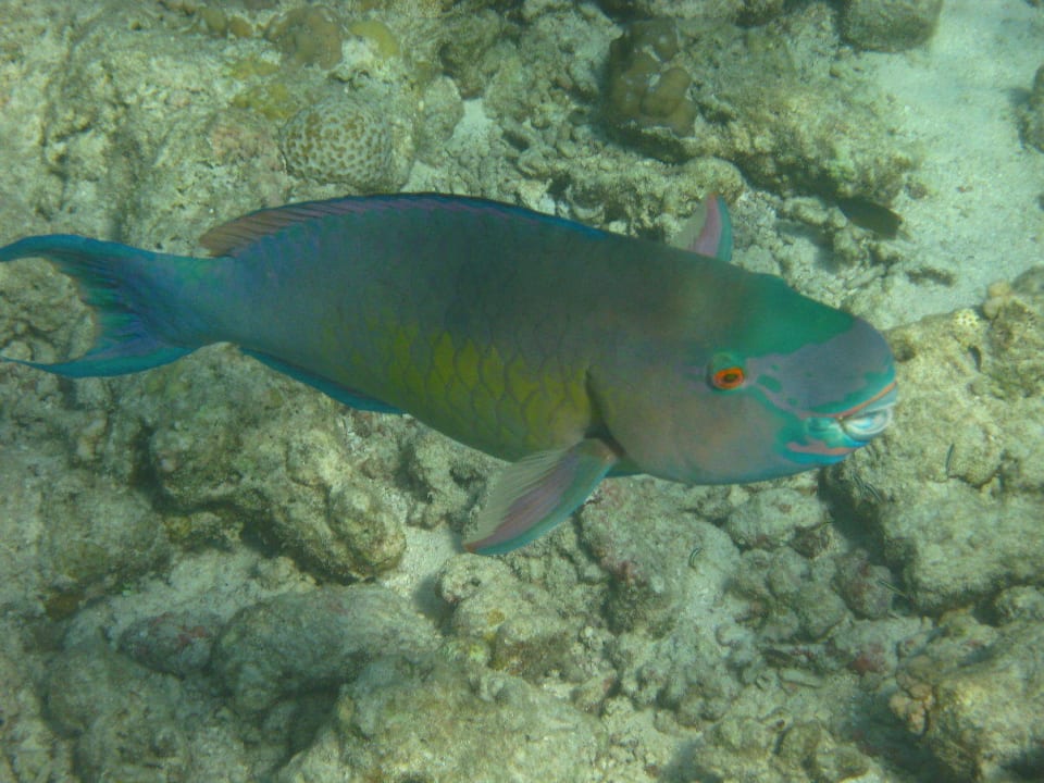 Unterwasserwelt am Hausriff NH Collection Maldives Reethi Resort