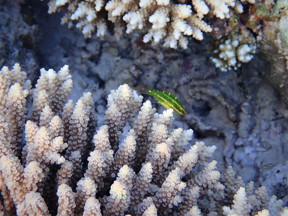 Sport & Freizeit Filitheyo Island Resort