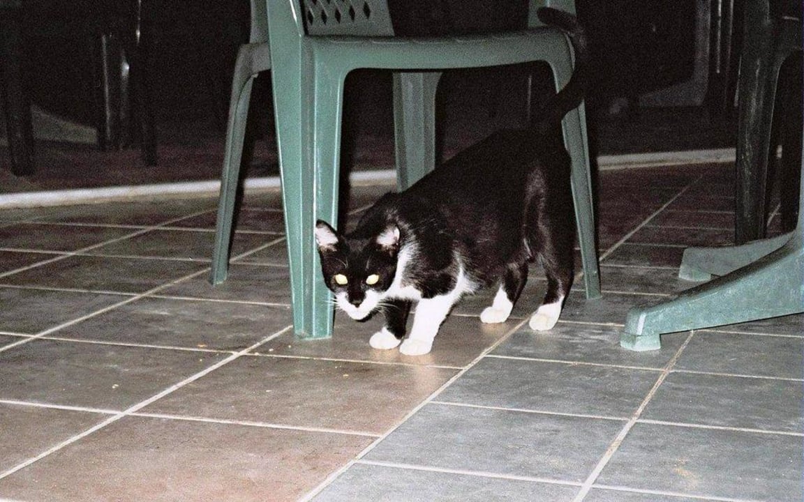 Katze Aska Hotel Just in Beach