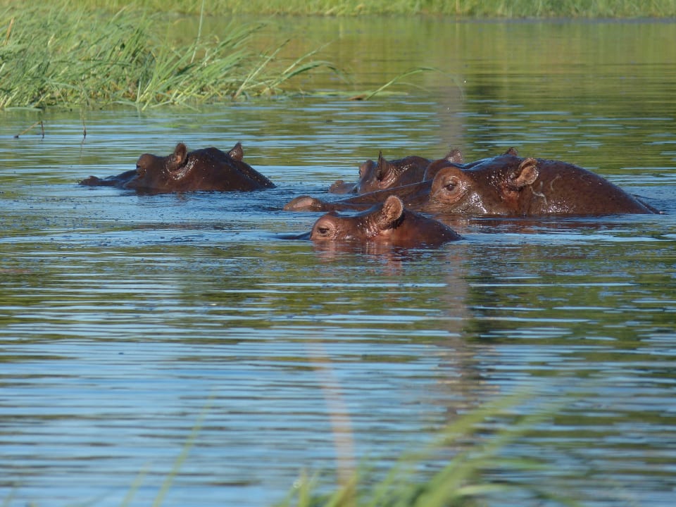 Flusspferde Hotel Gunns Camp