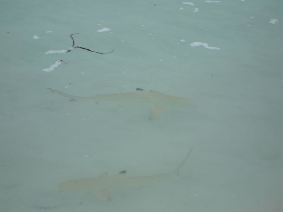 Mini Haie am Strand Meeru Maldives Resort Island