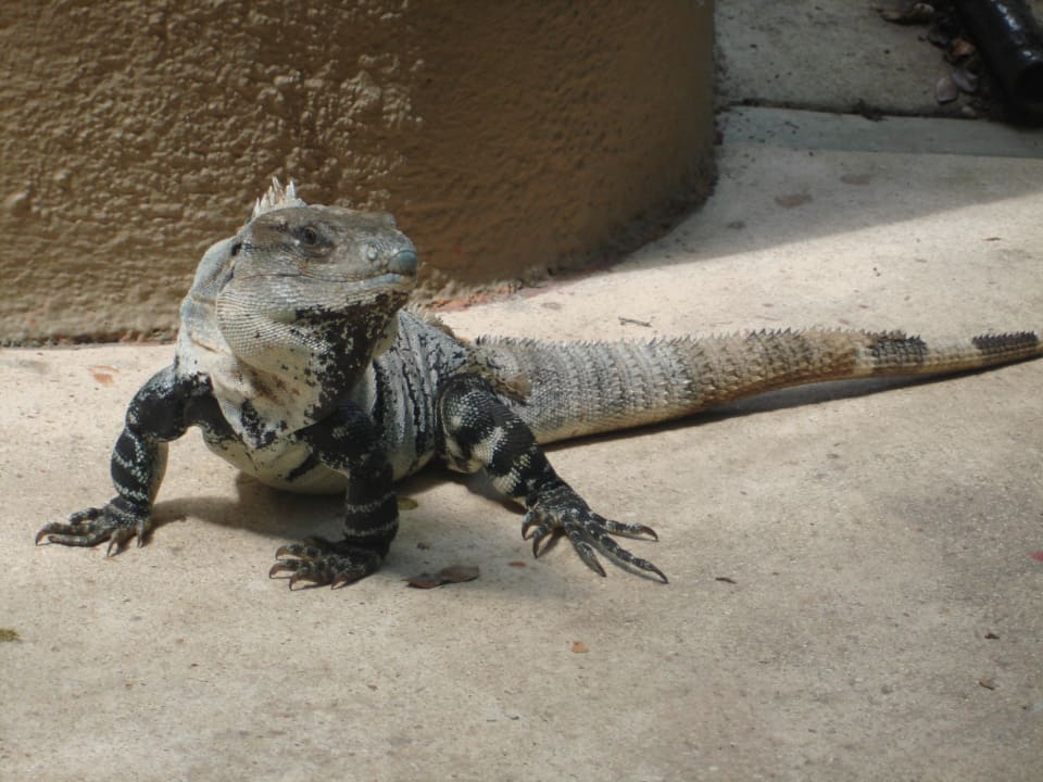 Auch solche Tierchen gibts da  Sandos Playacar Select Club Adults only - All Inclusive