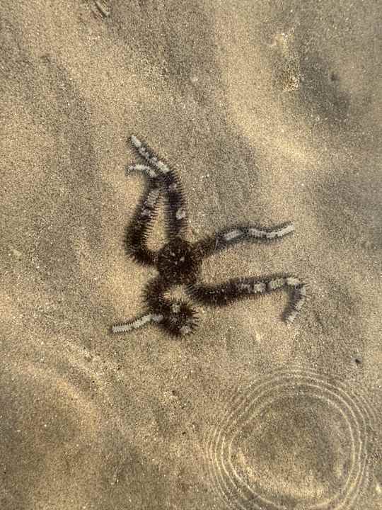 Strand Albatros Makadi Resort