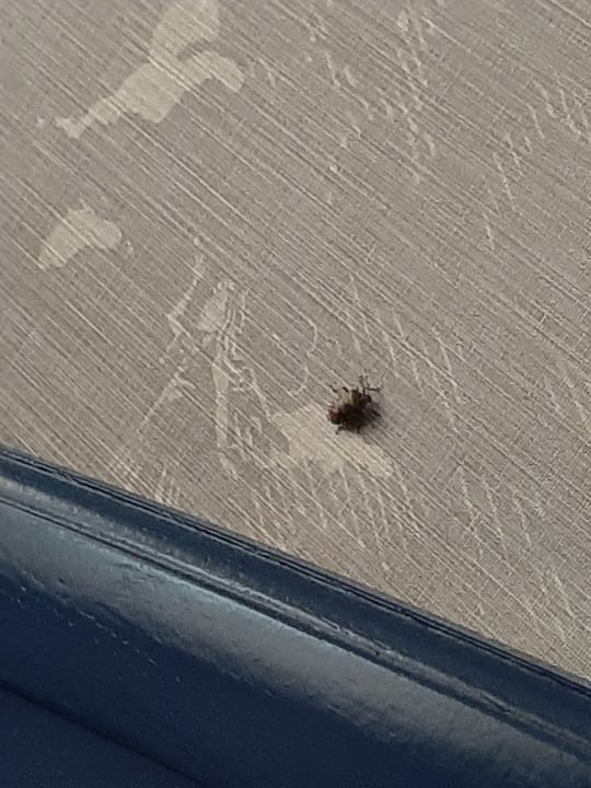 Zimmer Efteling Wonder Hotel