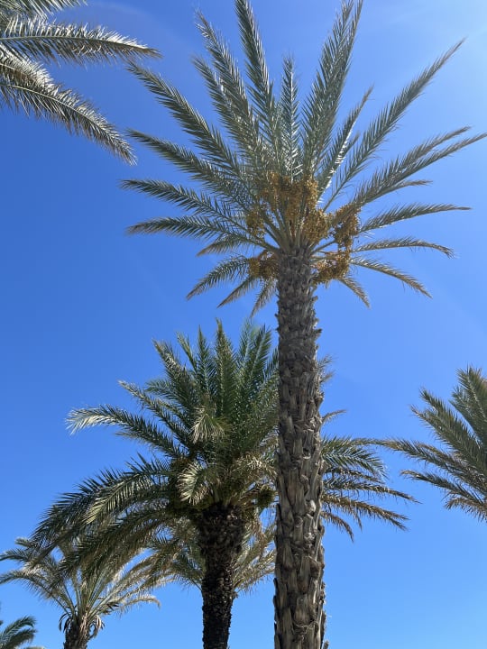 Sonstiges Iberostar Waves Averroes