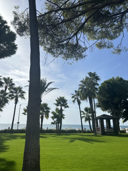 Strand Acanthus Cennet Barut Collection