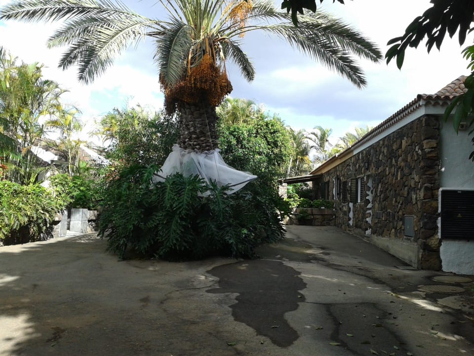 Schöne Palme gegenüber der Rezeption Hotel Casas de Las Piedras