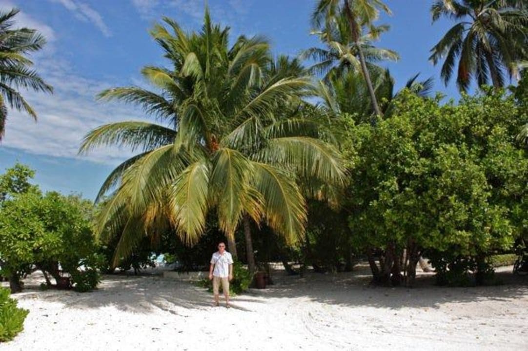 Palmenstrand Meeru Maldives Resort Island