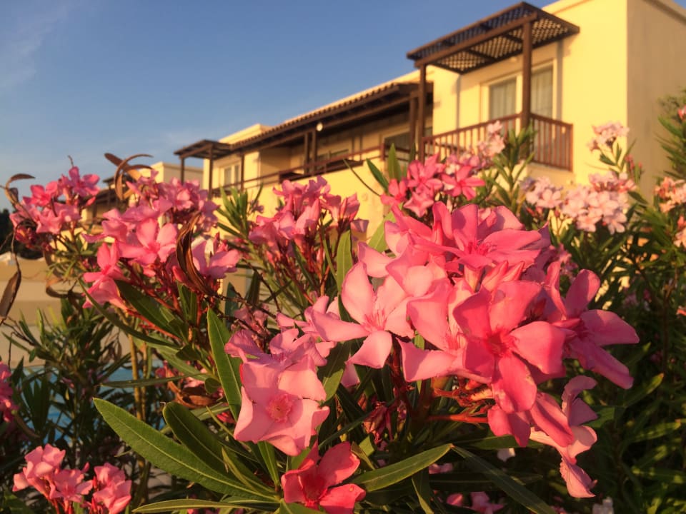 Gartenanlage Grecotel LUXME Kos