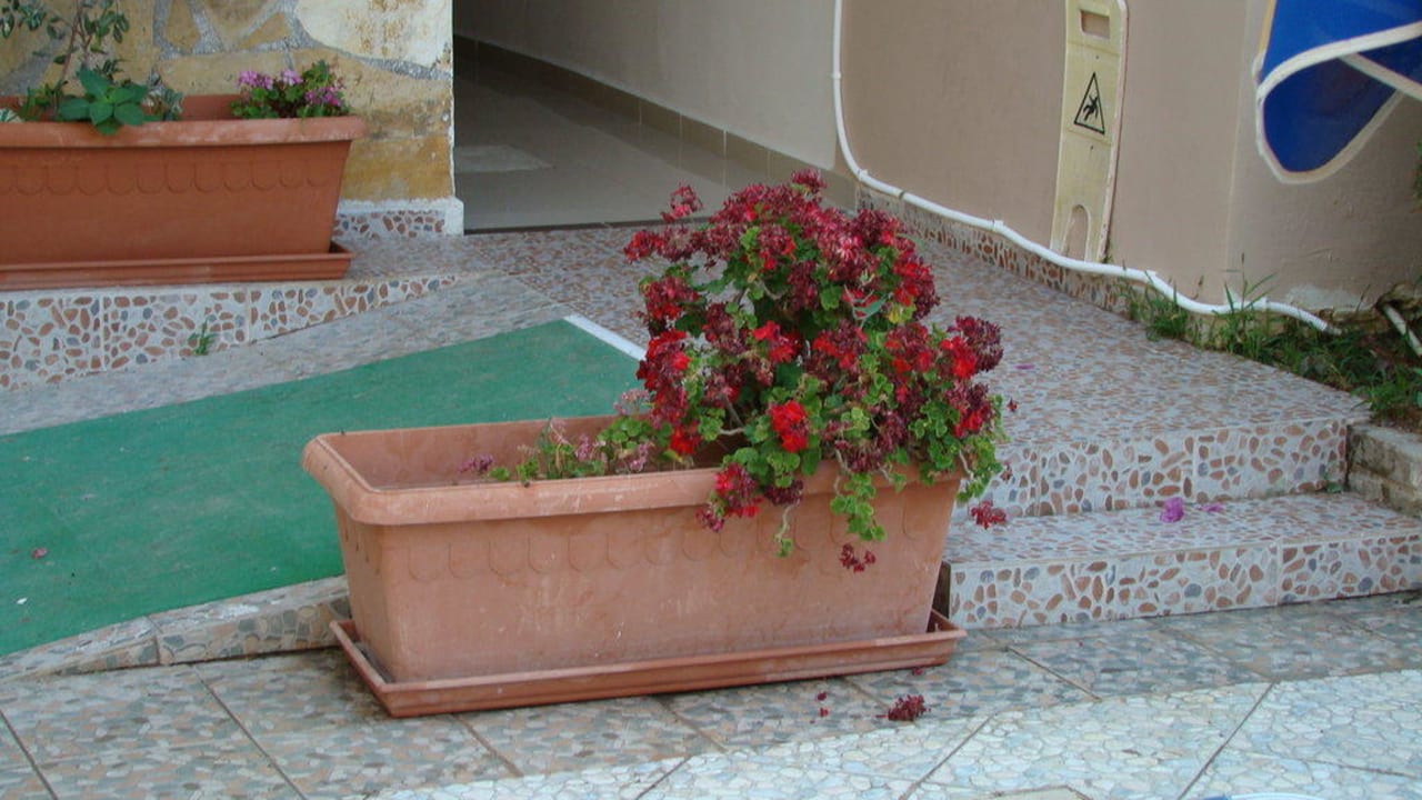 Neudržovaná zeleň okolo bazénu Hotel Tsilivi Admiral