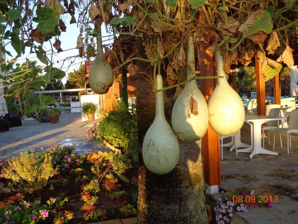 Urodilo se Crystal Springs Beach Hotel