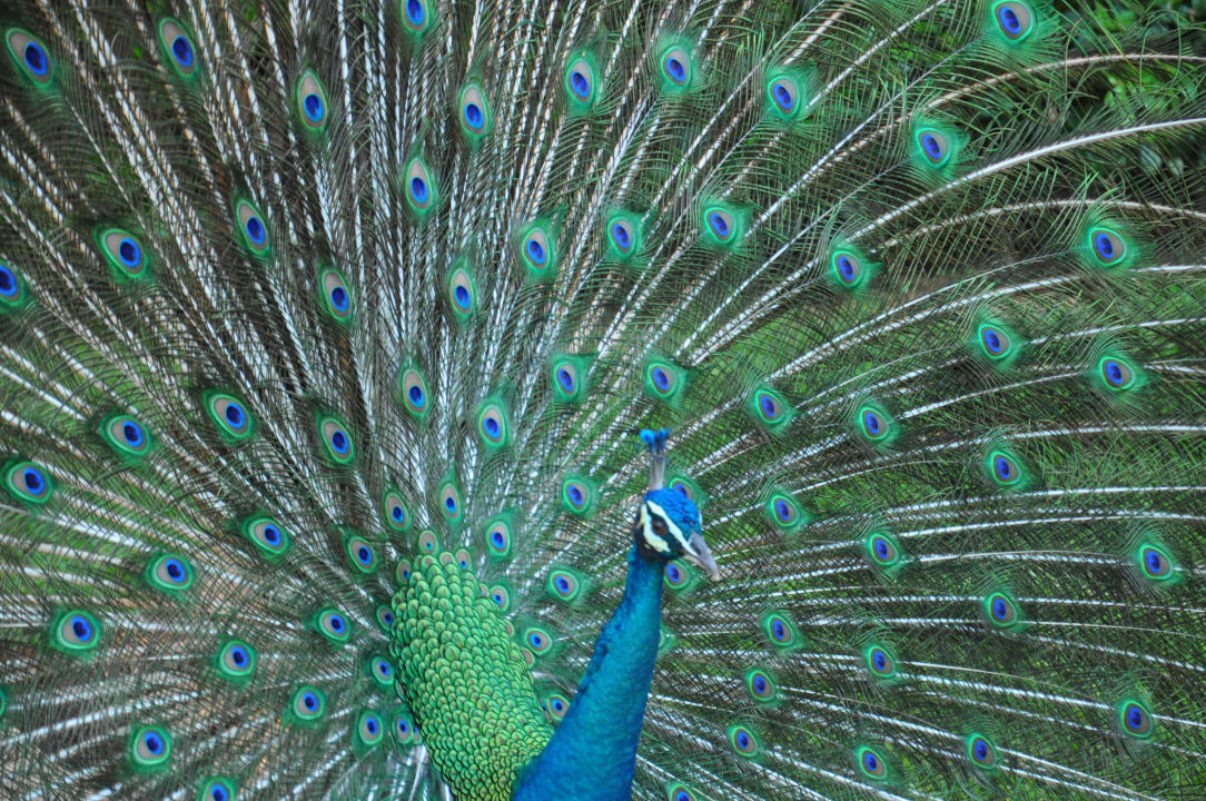 Pfau als Wecker Iberostar Waves Paraiso Beach