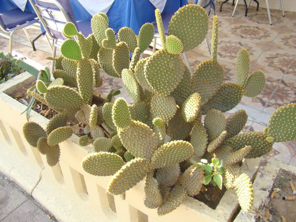 Kaktus hotelowy Ruspina Beach Resort