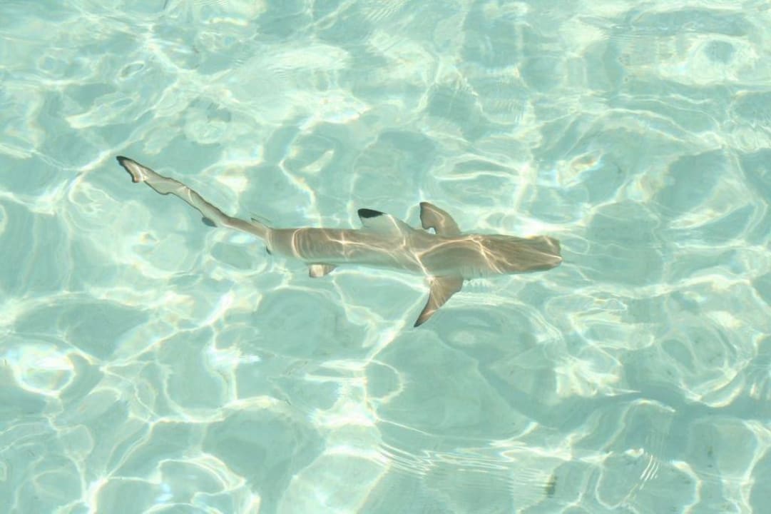 Squaletto innocuo nella laguna Sun Siyam Olhuveli