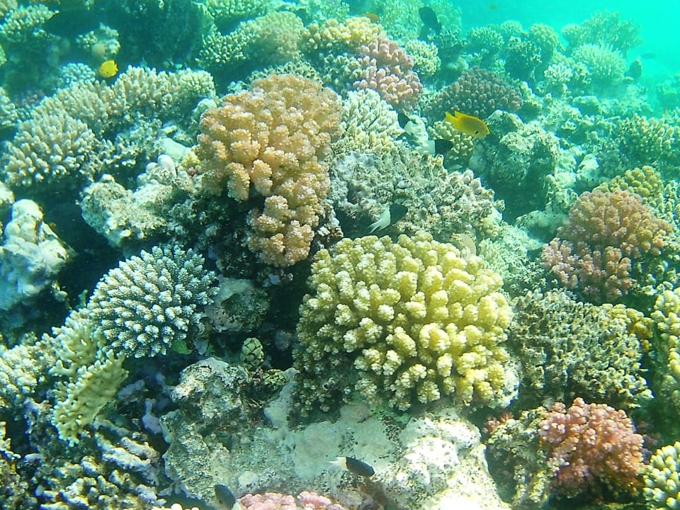 Strand Tropitel Sahl Hasheesh