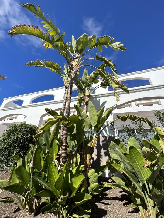Gartenanlage AluaVillage Fuerteventura