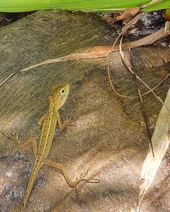 Gartenanlage Canvas and Orchids Retreat