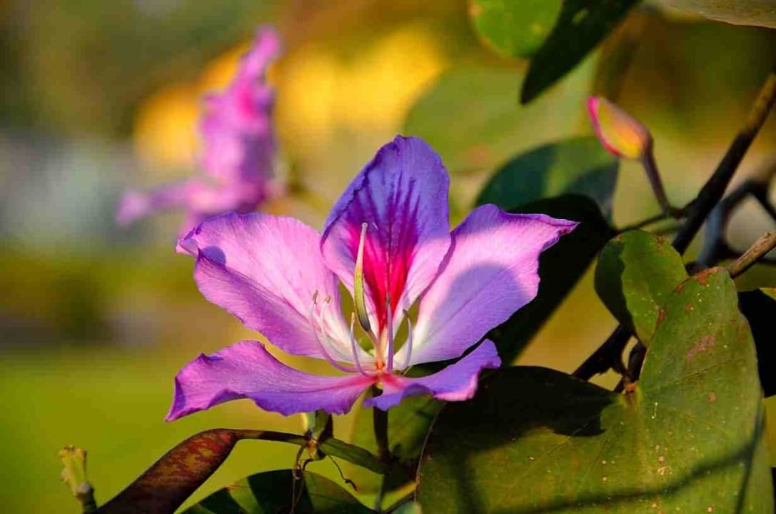 Tropischer Garten Arumeru River Lodge
