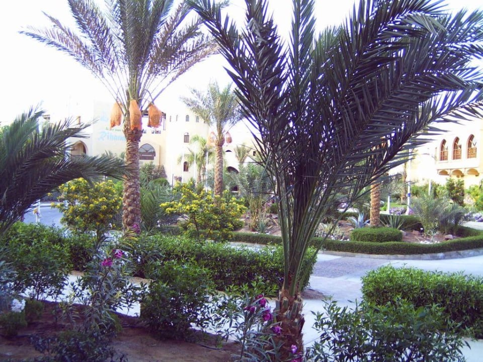 Außenanlage und Eingang Three Corners Rihana Resort Deluxe