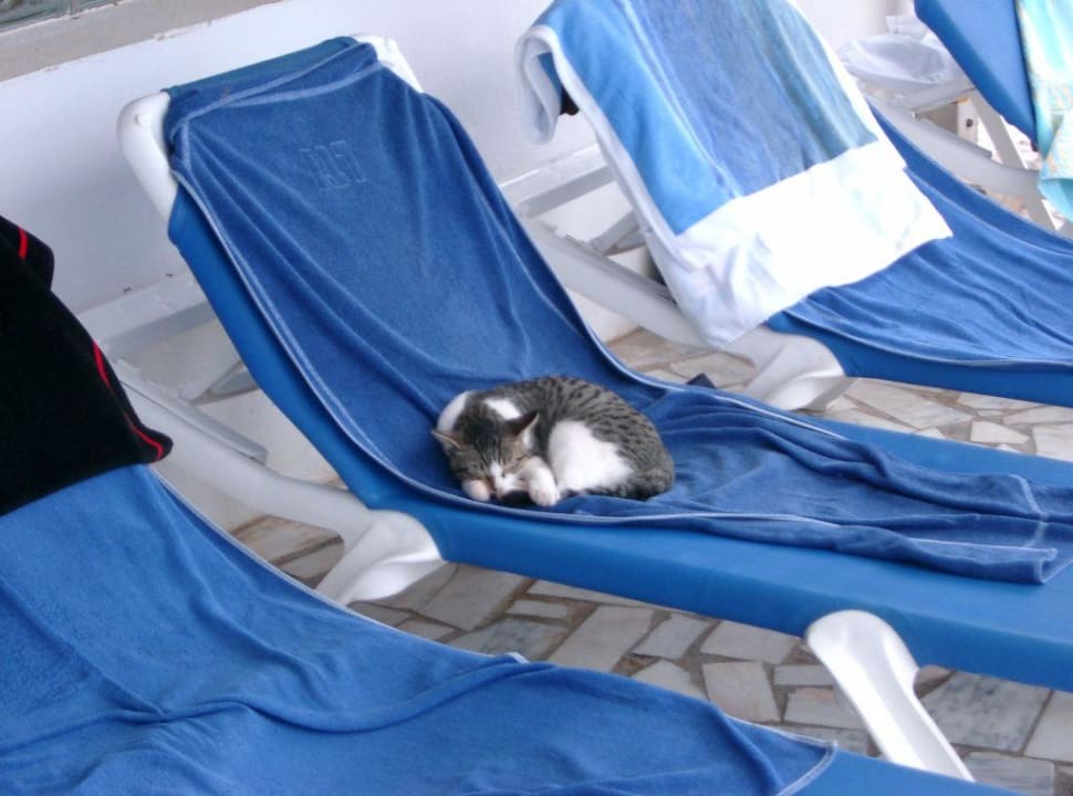 Katze allsun App.-Hotel Esquinzo Beach