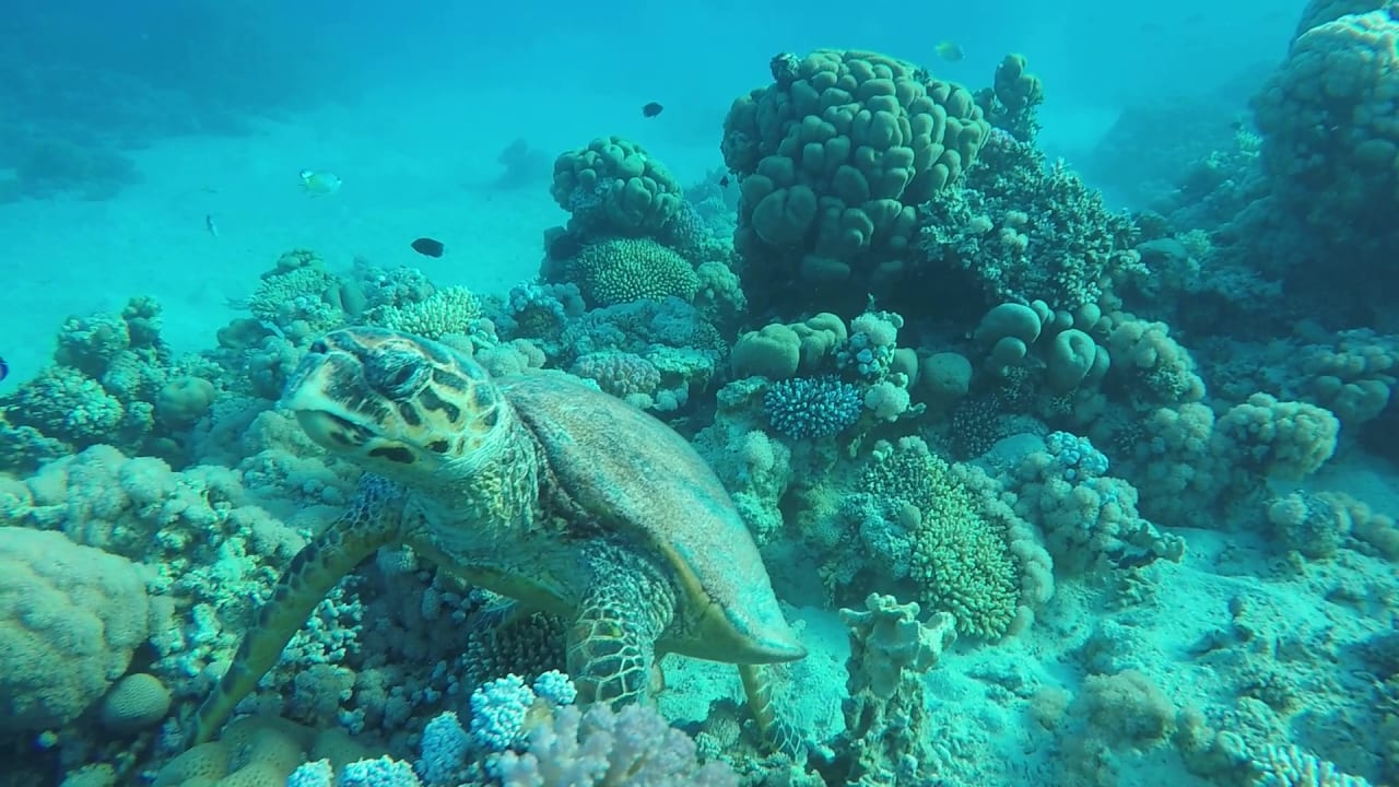 Sport & Freizeit Cleopatra Luxury Resort Makadi Bay