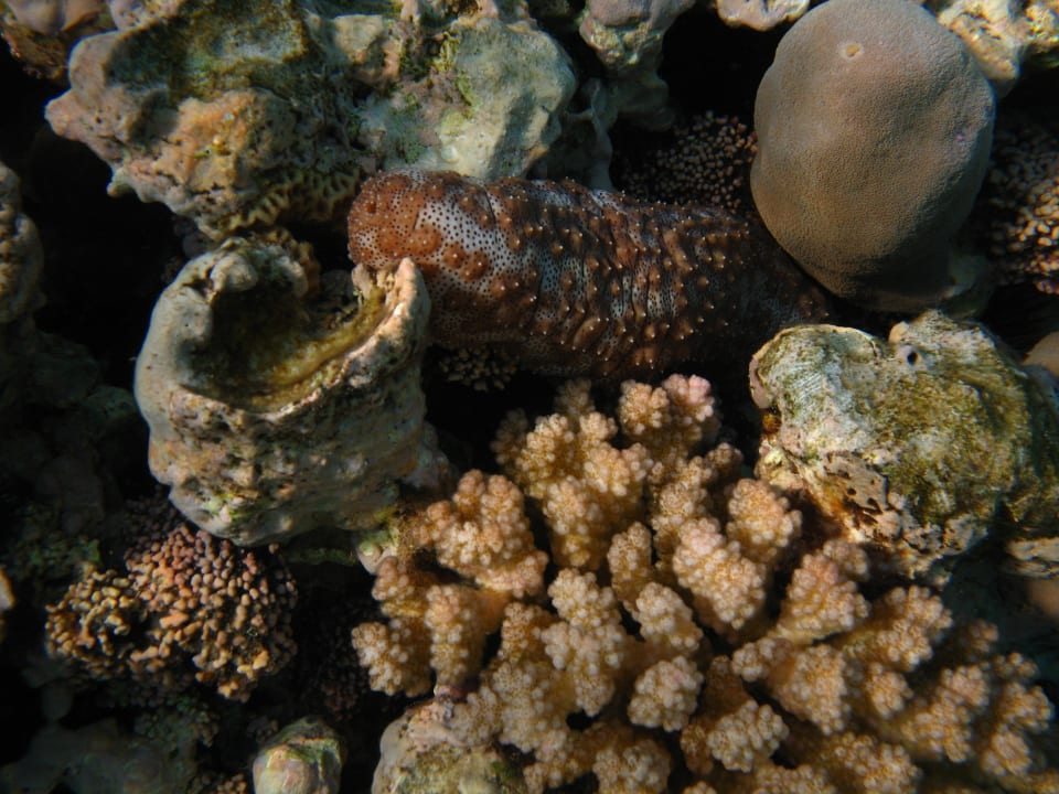 24 Stella Beach Resort & Spa Makadi Bay