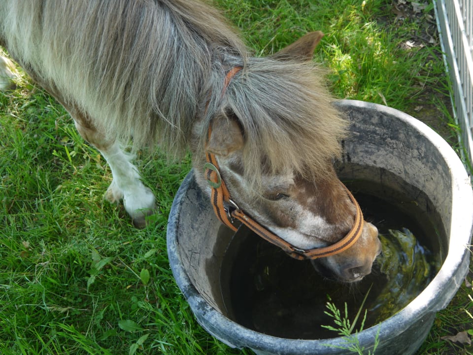 Voll umsorgt alle Tiere Ferienbauernhof Liesenberg mit Meerblick