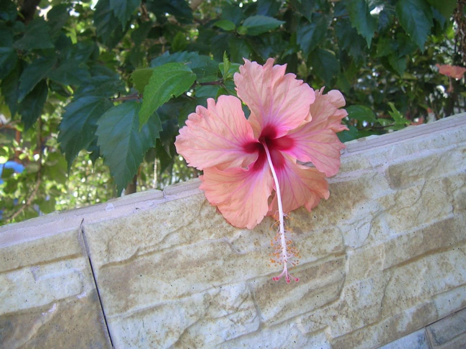 Hibiscus Hotel Kathrin Beach