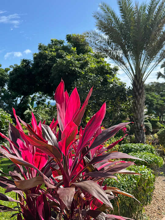 Gartenanlage Hotel Riu Palace Zanzibar