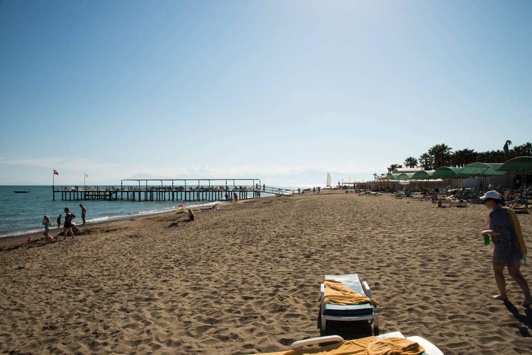 Papillon Ayscha Juni 2015 Papillon Ayscha