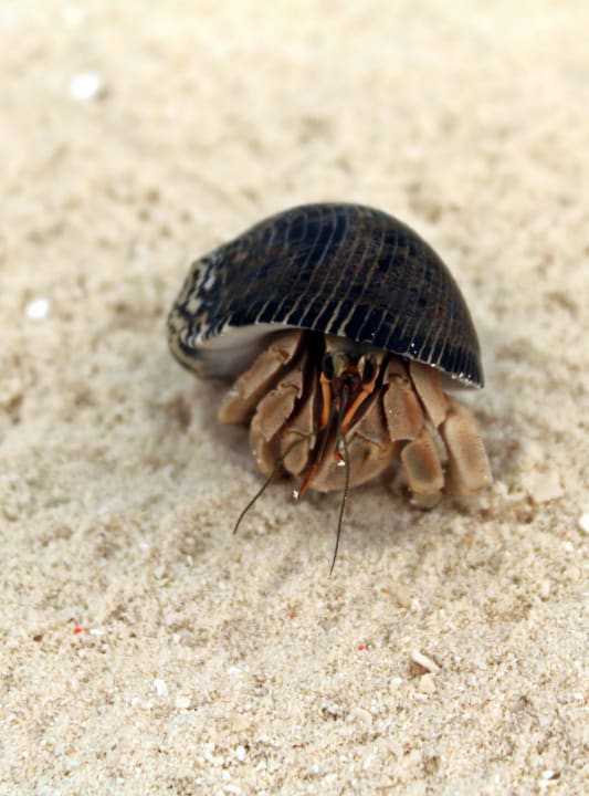 Diese kleinen Freunde sind überall!  Summer Island Maldives