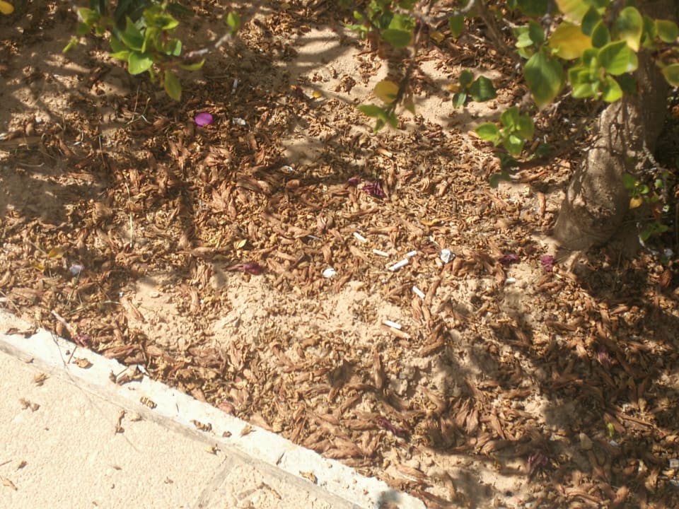 Gartenanlage Hotel Sangho Club Zarzis