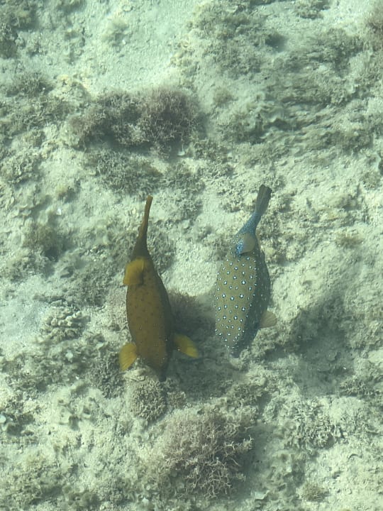 Strand Stella Garden Resort & Spa, Makadi Bay