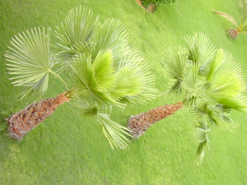 Palmen Hotel Riu Touareg