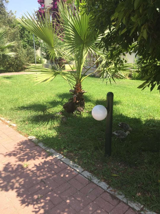 Freilaufende Hühner VONRESORT Golden Beach