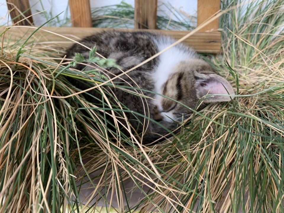 Gartenanlage Familienhotel Berger