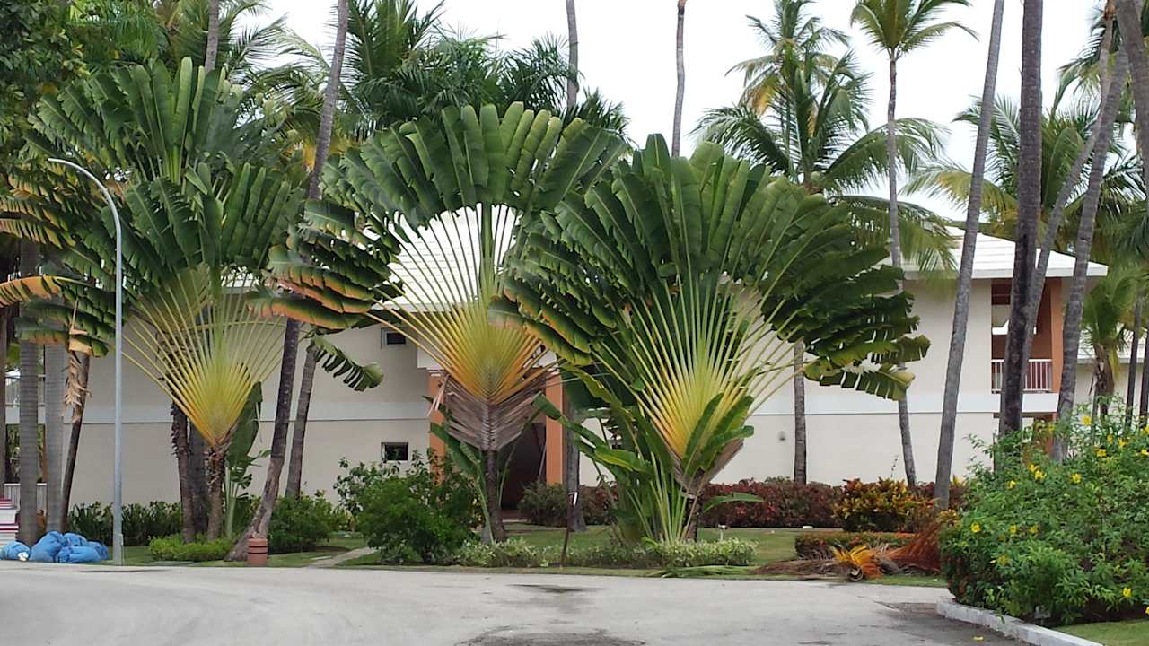 Hotel Grand Palladium Palace Resort, Spa & Casino  Hotel Grand Palladium Palace Resort, Spa & Casino