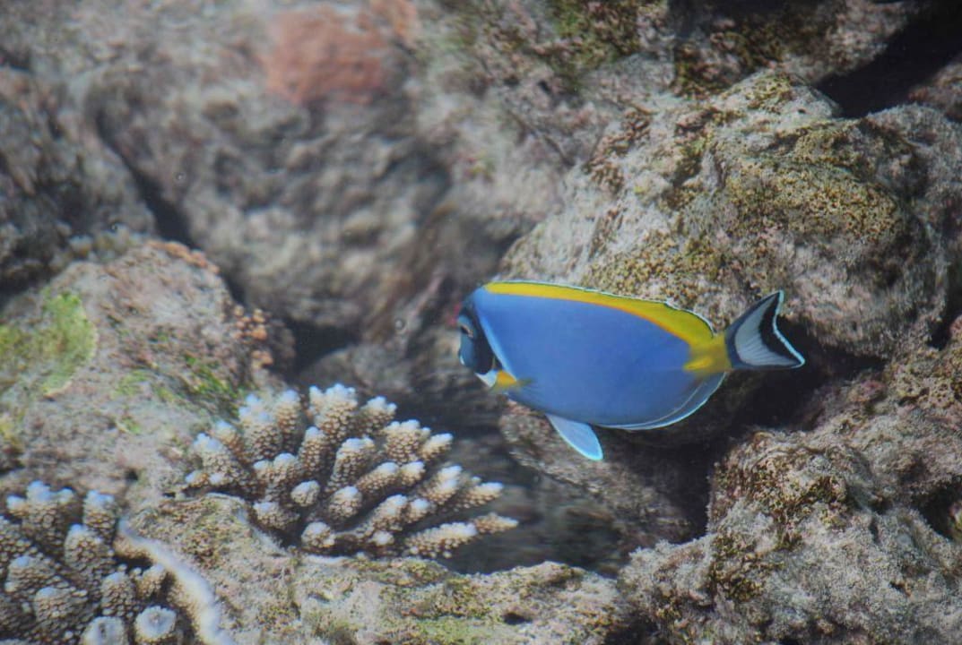 Weißkehldoktorfisch Summer Island Maldives