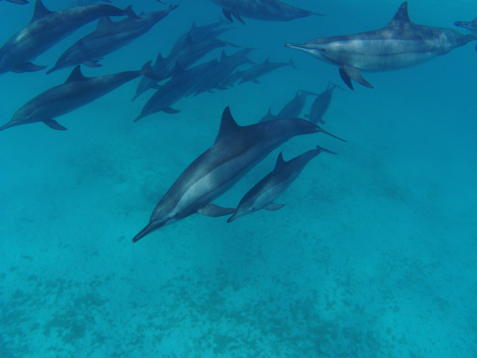 Sonstiges Shams Alam Beach Resort