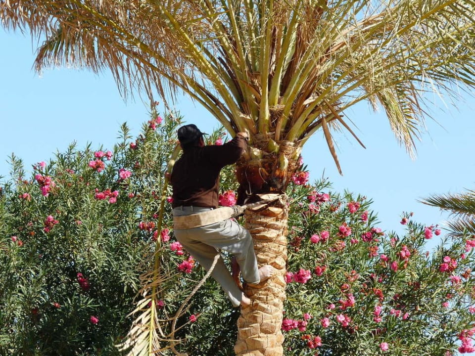 Solaya Garten Jaz Solaya