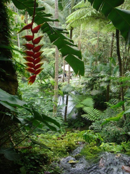 Gartenblick COMO Shambhala Estate