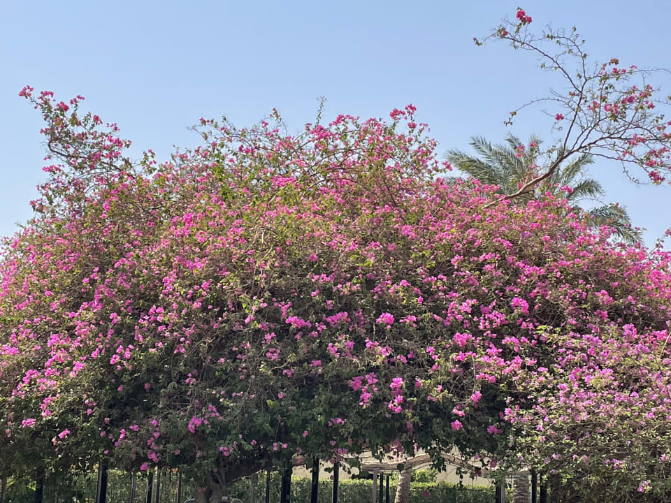 Gartenanlage Jaz Makadi Oasis Resort