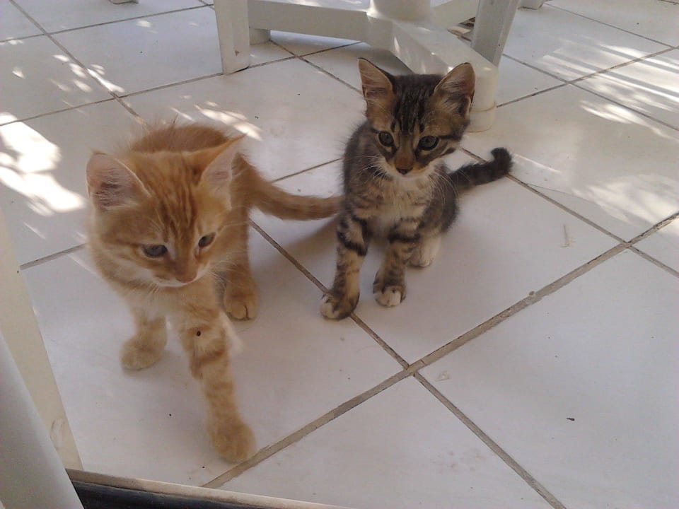 Kätzchen auf Balkon im 1. Stock Bella Vista Resort Hurghada