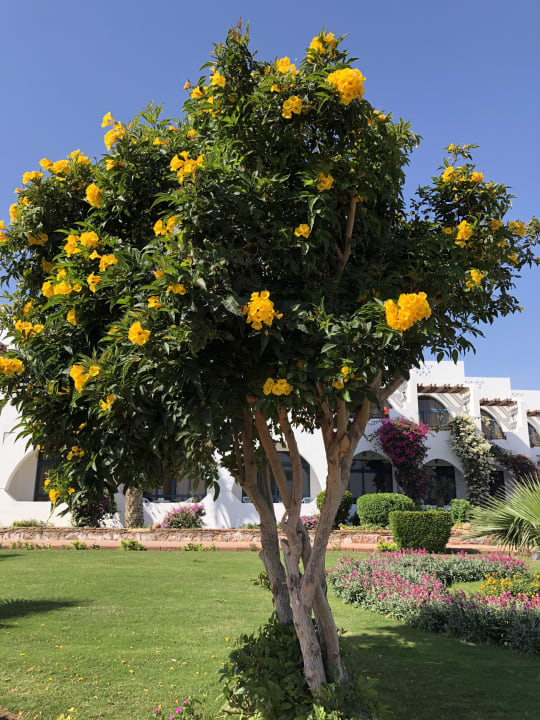 Gartenanlage Three Corners Equinox Beach Resort