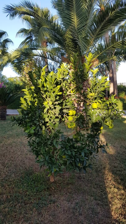 Gartenanlage Aydinbey Kings Palace & Spa