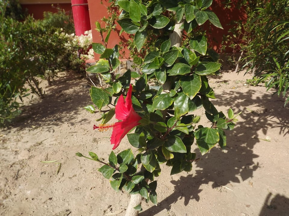 Цветы Pickalbatros Jungle Aqua Park Resort - Neverland Hurghada