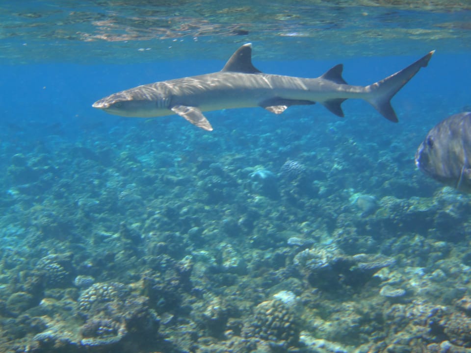 Ganz ruhig... Eri Maldives