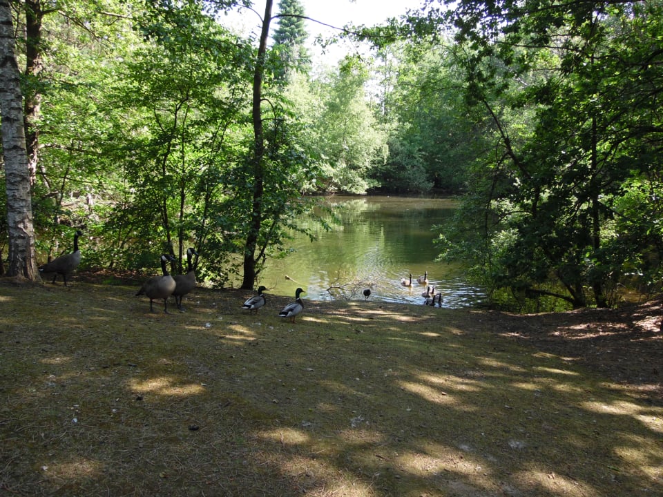 Gartenanlage Center Parcs De Kempervennen