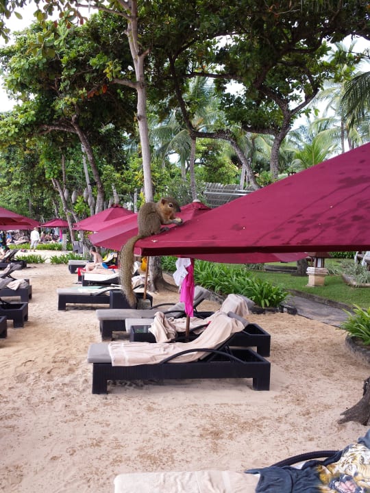 Blick auf die Liegen und die "kleinen" Gäste ;) The Laguna A Luxury Collection Resort & Spa