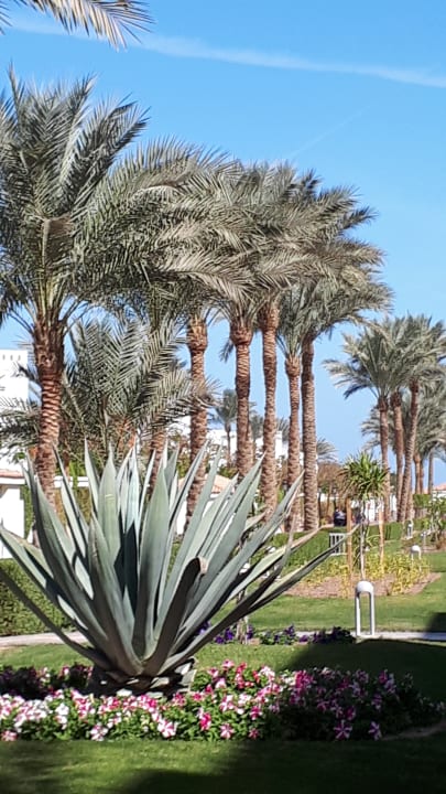 Gartenanlage Pickalbatros Dana Beach Resort - Hurghada